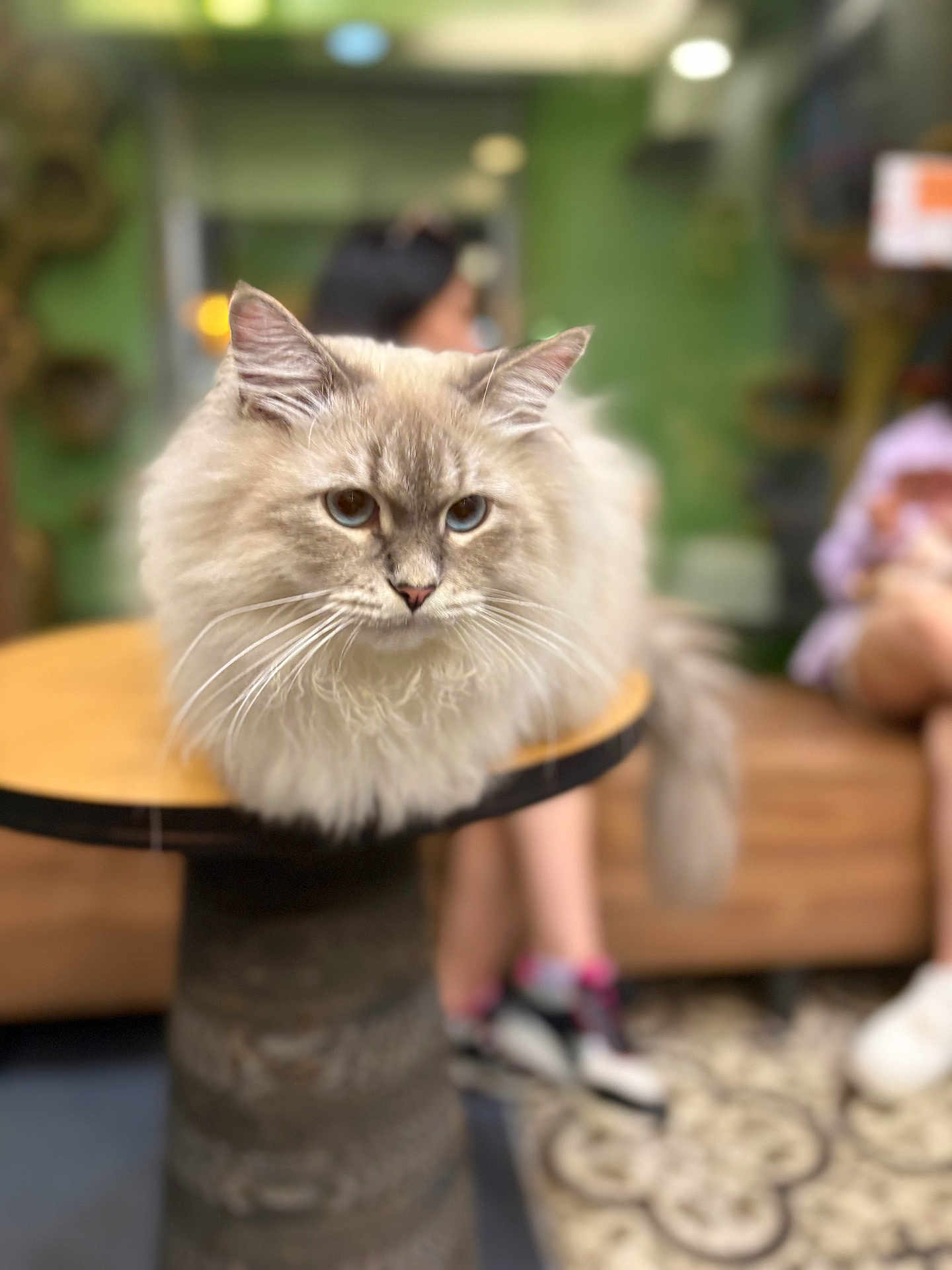 Fluffy joined the competition — help win amazing prizes! cat, fluffy, table, indoor, blurred_background, furniture, blue_eyes, pet, domestic_animal, whiskers, face, ears, tail, seated, people, shoes, carpet, wood, cozy, portrait
