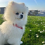 Alfonse participe au concours pour gagner de l'argent avec cette photo : closeup, daisies, dog, ears, fluffy, grass, harness, muzzle, nature, outdoors, paws, pet, pomeranian, portrait, sitting, sky, small_dog, spring, sunlight, white_fur