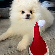 Alfonse a rejoint le concours — aidez-le/la à gagner de superbes lots ! dog, pomeranian, puppy, white_fur, fluffy, pet, santa_hat, toy, indoor, wood_floor, close_up, portrait, cute, eyes, nose, sitting, cozy, living_room, holiday, playful