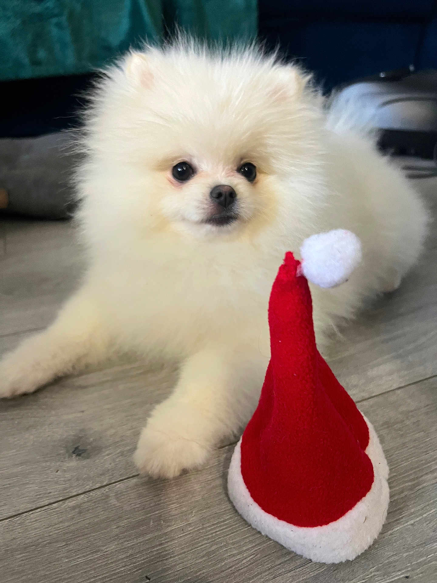 Alfonse a rejoint le concours — aidez-le/la à gagner de superbes lots ! dog, pomeranian, puppy, white_fur, fluffy, pet, santa_hat, toy, indoor, wood_floor, close_up, portrait, cute, eyes, nose, sitting, cozy, living_room, holiday, playful