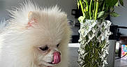 Alfonse participe au concours pour gagner de l'argent avec cette photo : close_up, countertop, dog, flowers, fluffy, glass_vase, home_interior, indoor, licking, paws, pet, pomeranian, portrait, red_flowers, roses, still_life, table, tongue_out, vase, white_fur