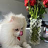 close_up, countertop, dog, flowers, fluffy, glass_vase, home_interior, indoor, licking, paws, pet, pomeranian, portrait, red_flowers, roses, still_life, table, tongue_out, vase, white_fur