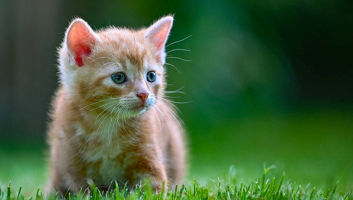 Charles a rejoint le concours — aidez-le/la à gagner de superbes lots ! carnivore, cat, domestic_short_haired_cat, fawn, felidae, fur, grass, paw, plant, small_to_medium_sized_cats, snout, tail, whiskers, wildlife, window