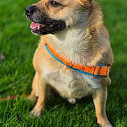 River Roberts is registered to the contest to win money with this photo: alert, animal, canine, closeup, cute, daylight, dog, domestic_animal, ears, friendly, fur, grass, muzzle, nature, orange_collar, outdoor, pet, playful, sitting, tongue