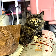 Clea joined the competition — help win amazing prizes! cat, tortoiseshell, pet, animal, feline, sitting, couch, sofa, blanket, indoor, home, furniture, patterned_fabric, portrait, yellow_eyes, fluffy, serious_expression, room, chair, remote_control