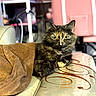 cat, tortoiseshell, pet, animal, feline, sitting, couch, sofa, blanket, indoor, home, furniture, patterned_fabric, portrait, yellow_eyes, fluffy, serious_expression, room, chair, remote_control