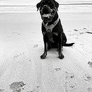 Akuna Matata a rejoint le concours — aidez-le/la à gagner de superbes lots ! beach, black_dog, cloudy_sky, dog, happy, harness, horizon, monochrome, ocean, outdoor, paws, pet, playful, portrait, sand, seashore, sitting, smile, tongue, wet_sand
