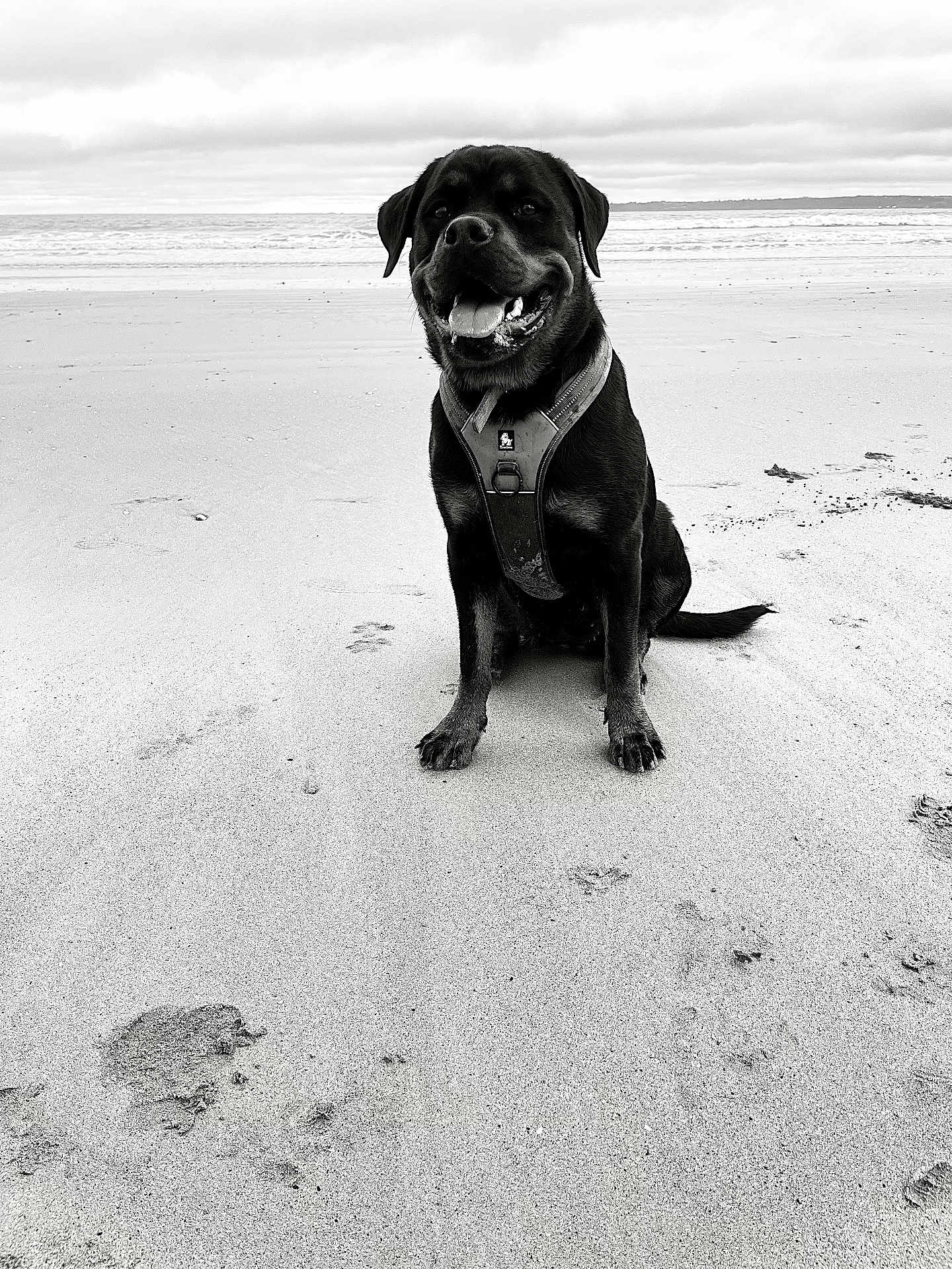 Akuna Matata a rejoint le concours — aidez-le/la à gagner de superbes lots ! beach, black_dog, cloudy_sky, dog, happy, harness, horizon, monochrome, ocean, outdoor, paws, pet, playful, portrait, sand, seashore, sitting, smile, tongue, wet_sand