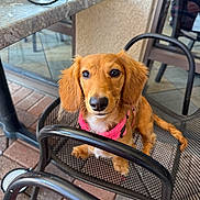 Laci joined the competition — help win amazing prizes! dog, small_dog, golden_brown_fur, pink_collar, mesh_chair, outdoor, table, brick_floor, pet, looking_up, cute, animal, canine, daylight, waiting, chair, reflection, sidewalk, leash, calm