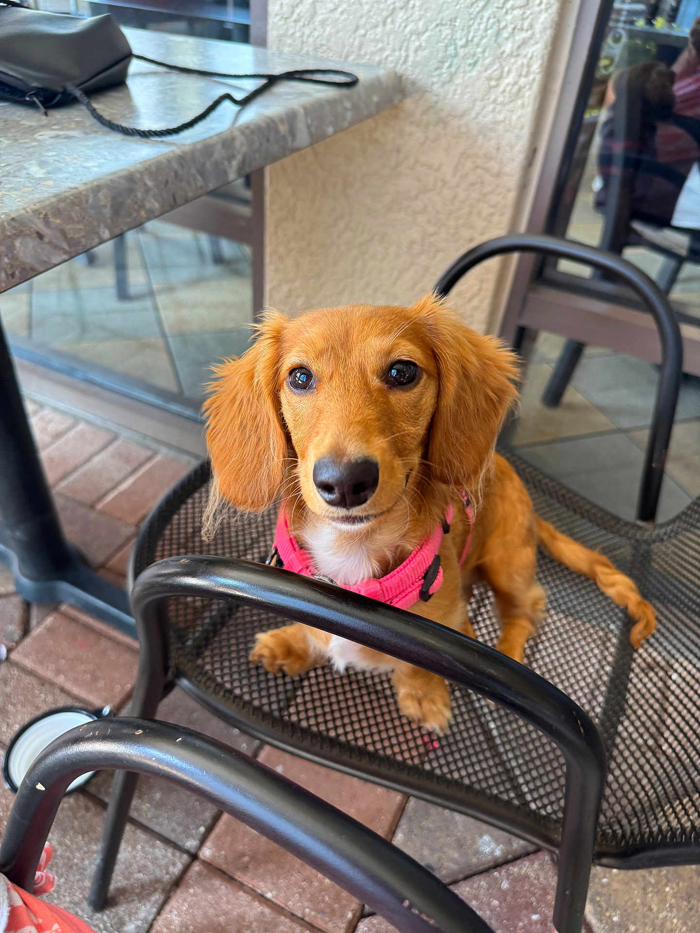 Laci joined the competition — help win amazing prizes! dog, small_dog, golden_brown_fur, pink_collar, mesh_chair, outdoor, table, brick_floor, pet, looking_up, cute, animal, canine, daylight, waiting, chair, reflection, sidewalk, leash, calm