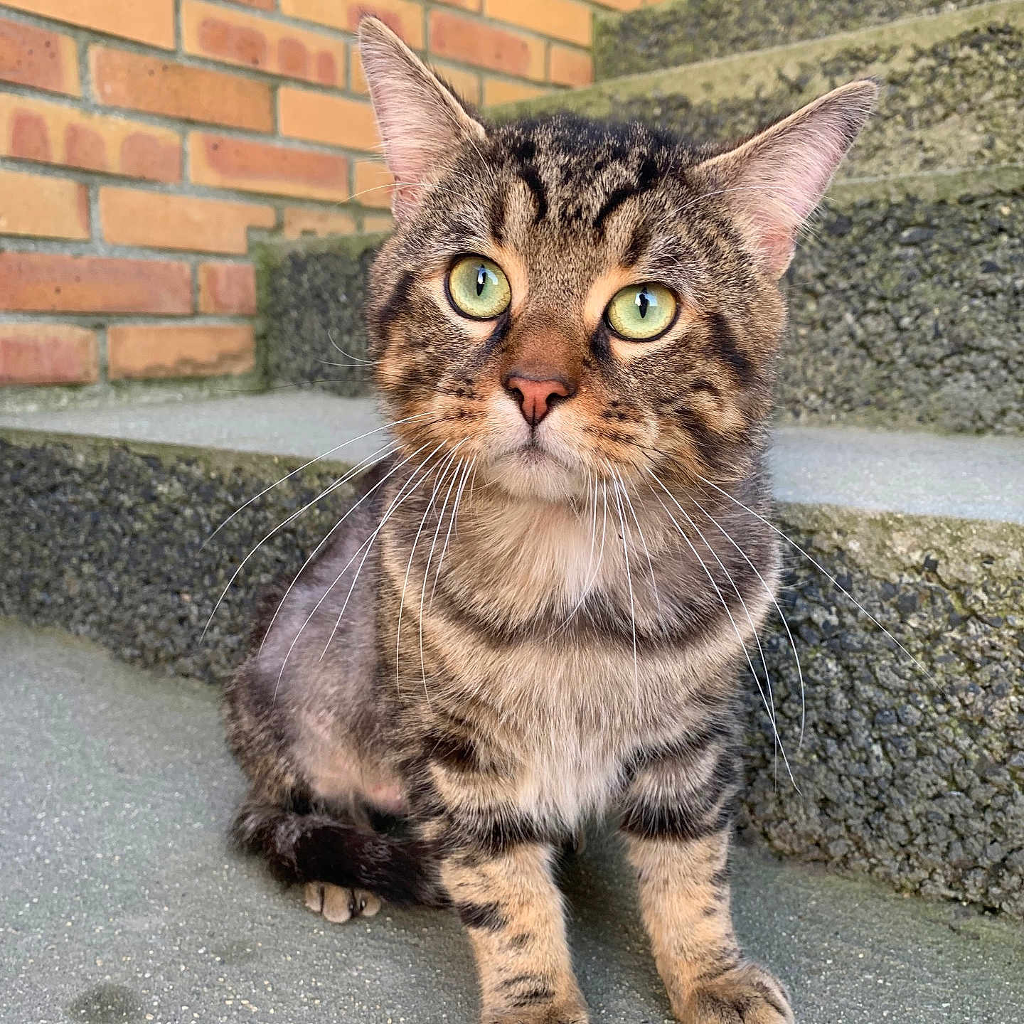 Oscar participe au concours pour gagner de l'argent avec cette photo : animal, brick_wall, cat, close_up, curious, cute, daylight, ears, feline, fur, green_eyes, outdoor, paw, pet, portrait, sitting, stairs, tabby, texture, whiskers