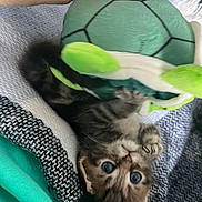 Oscar participe au concours pour gagner de l'argent avec cette photo : animal, blanket, cat, claws, closeup, cozy, curious, cute, feline, hand, indoor, kitten, pet, playing, plush, small, soft, tabby, texture, toy