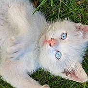 Aria a rejoint le concours — aidez-le/la à gagner de superbes lots ! animal, blue_eyes, cat, closeup, curious, cute, ears, fluffy, grass, kitten, lying_down, nature, nose, outdoor, pet, playful, portrait, whiskers, white_fur, young