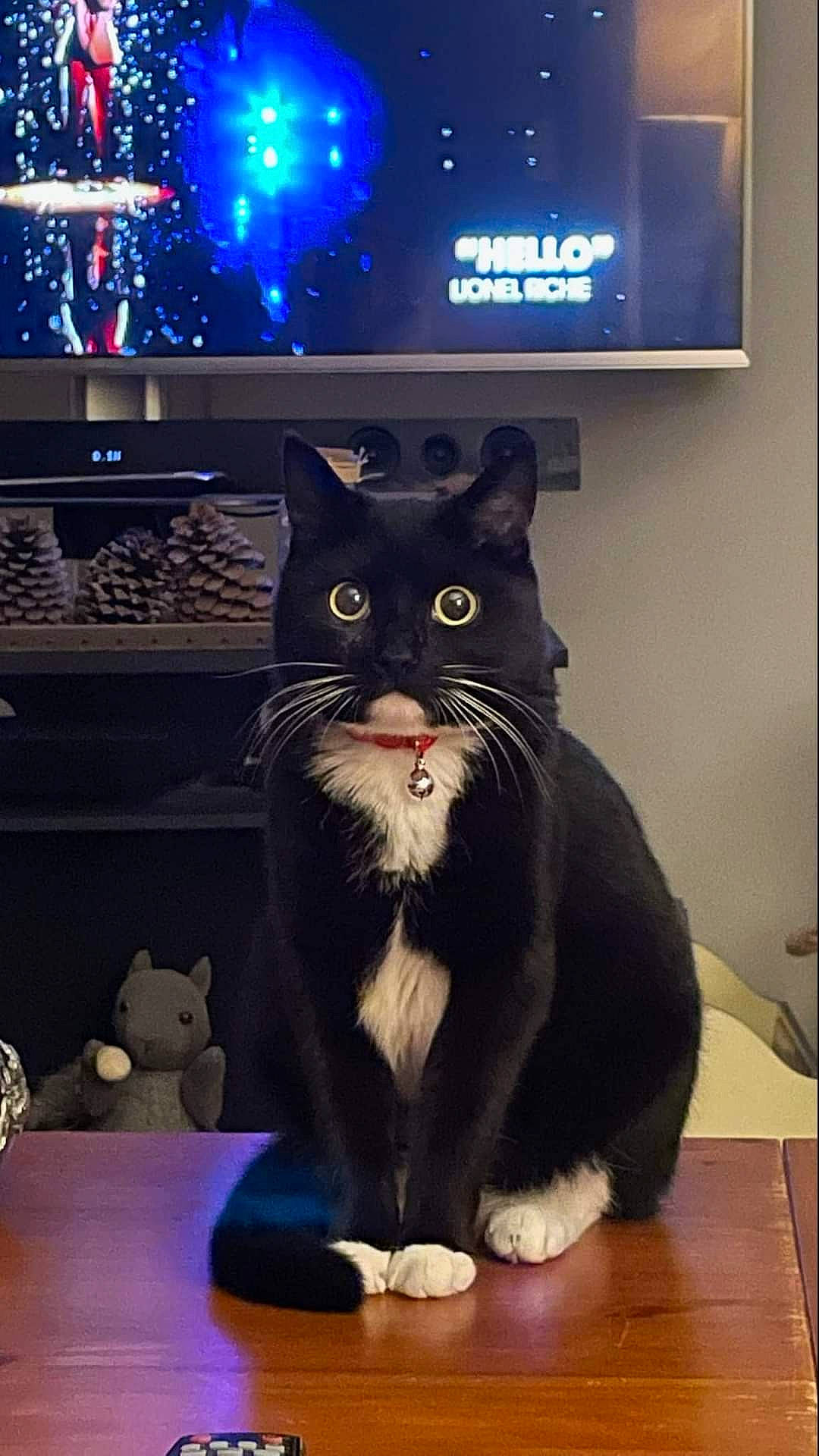 Cachou a rejoint le concours — aidez-le/la à gagner de superbes lots ! blue, carnivore, cat, darkness, display_device, domestic_short_haired_cat, electric_blue, event, felidae, formal_wear, fur, led_backlit_lcd_display, light, lighting, room, small_to_medium_sized_cats, table, tail, television, whiskers