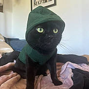 Edward joined the competition — help win amazing prizes! cat, black_cat, hoodie, green_eyes, pet, indoor, blanket, cozy, feline, cute, domestic_animal, animal, portrait, soft_lighting, resting, bedroom, warm, fur, whiskers, curious