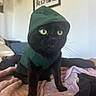 cat, black_cat, hoodie, green_eyes, pet, indoor, blanket, cozy, feline, cute, domestic_animal, animal, portrait, soft_lighting, resting, bedroom, warm, fur, whiskers, curious