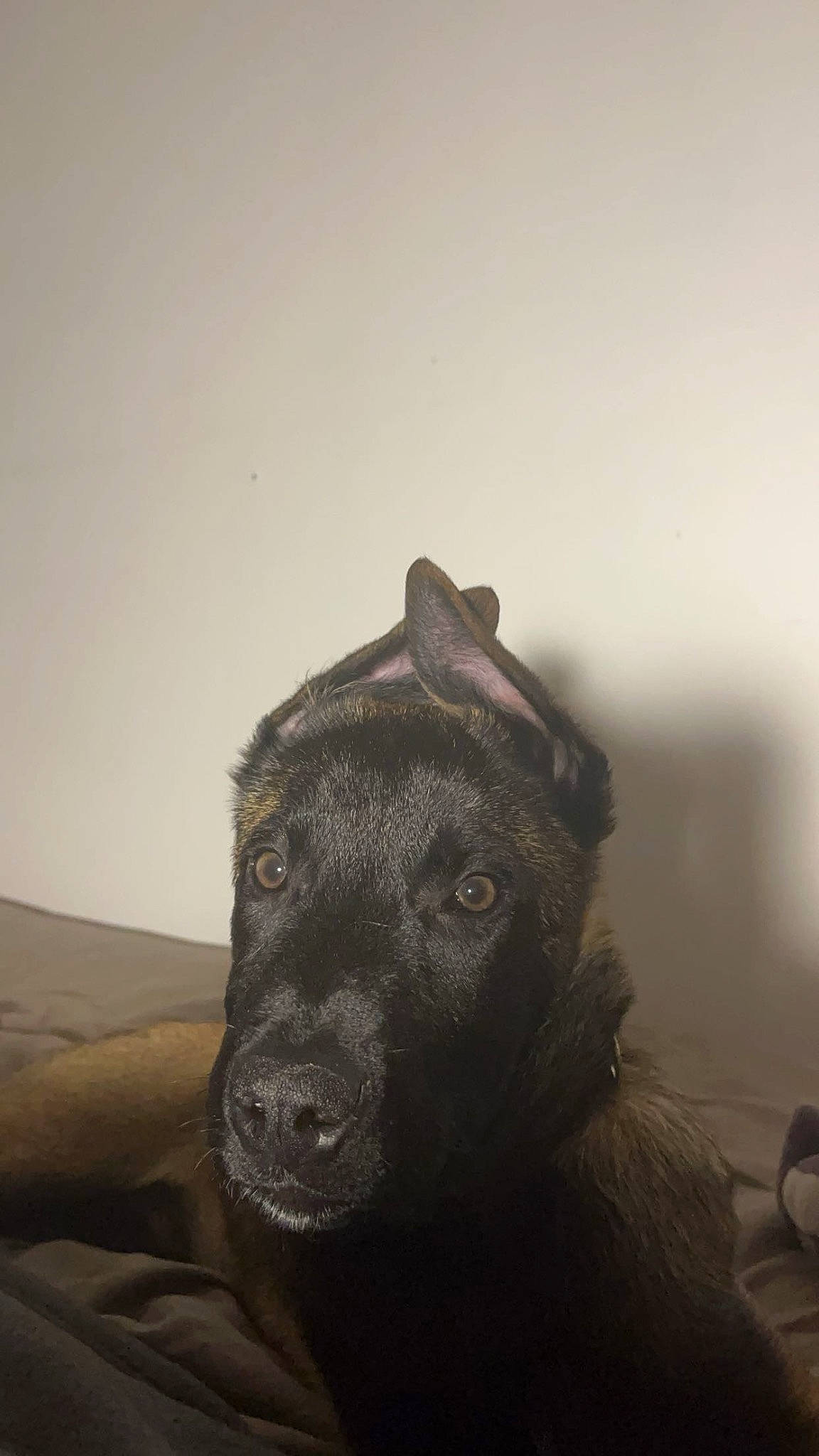 Usko participe au concours pour gagner de l'argent avec cette photo : companion_dog, dog, dog_breed, fur, grey, guard_dog, monochrome, puppy, retriever, shadow, street_dog, whiskers, wood, working_animal