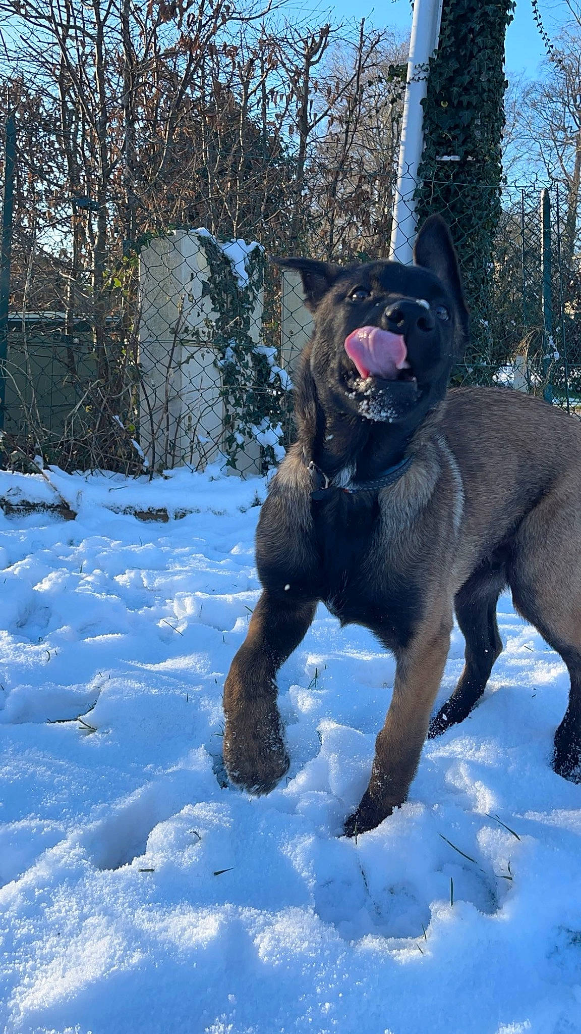 Usko a rejoint le concours — aidez-le/la à gagner de superbes lots ! canidae, carnivore, collar, companion_dog, dog, dog_breed, dog_collar, electric_blue, fawn, freezing, fur, guard_dog, snout, snow, sporting_group, tail, terrestrial_animal, tree, winter, working_animal