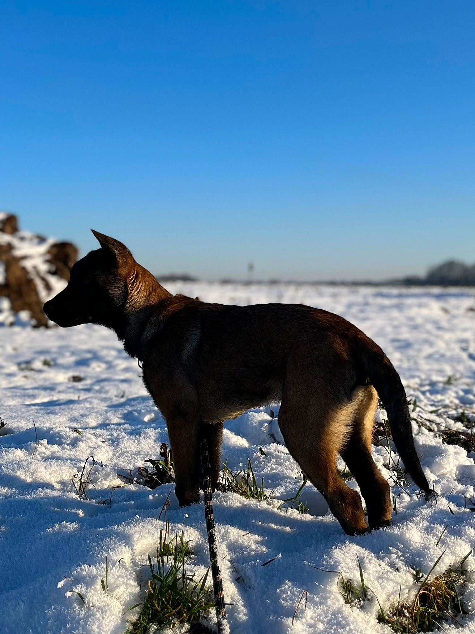 Usko participe au concours pour gagner de l'argent avec cette photo : canidae, carnivore, collar, dog, dog_breed, dog_hiking, fawn, freezing, guard_dog, hunting_dog, landscape, sky, snow, sporting_group, tail, terrestrial_animal, wildlife, winter, working_animal, working_dog