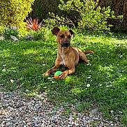 Spike participe au concours pour gagner de l'argent avec cette photo : animal, ball, brown_dog, daisy, daytime, dog, fence, flower, garden, grass, greenery, leaves, nature, outdoor, pet, plant, playing, relaxing, shrub, sunlight