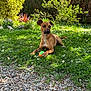 animal, ball, brown_dog, daisy, daytime, dog, fence, flower, garden, grass, greenery, leaves, nature, outdoor, pet, plant, playing, relaxing, shrub, sunlight