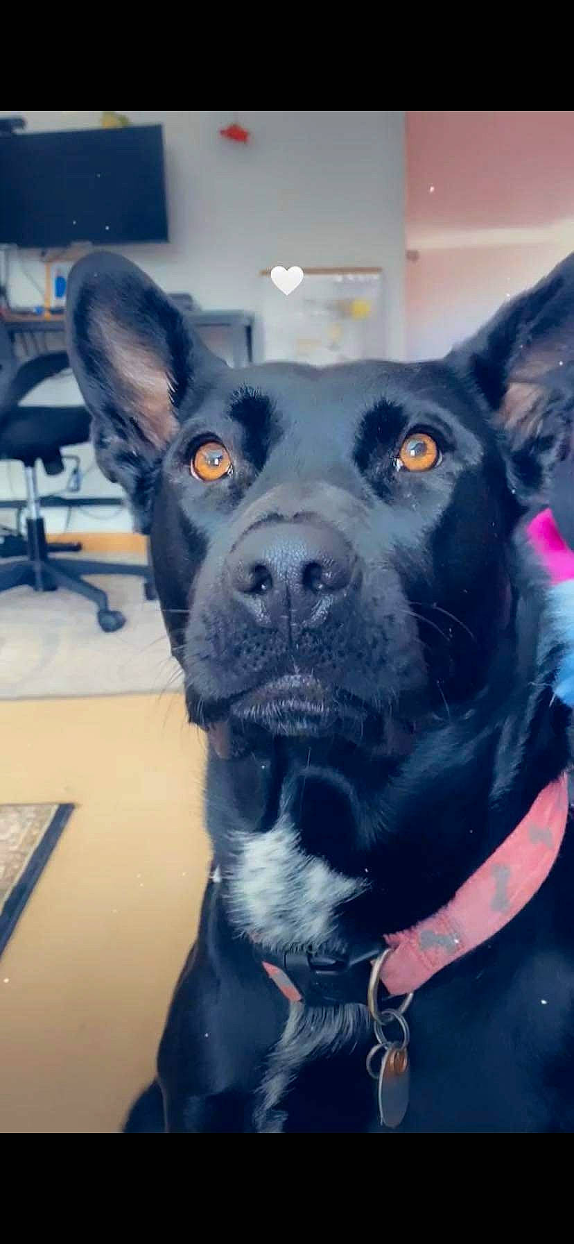 Sadie Mae is registered to the contest to win money with this photo: canidae, carnivore, chair, companion_dog, dog, dog_breed, ear, electric_blue, eye, fawn, fur, guard_dog, jaw, non_sporting_group, snout, sporting_group, toy_dog, whiskers, working_animal, working_dog