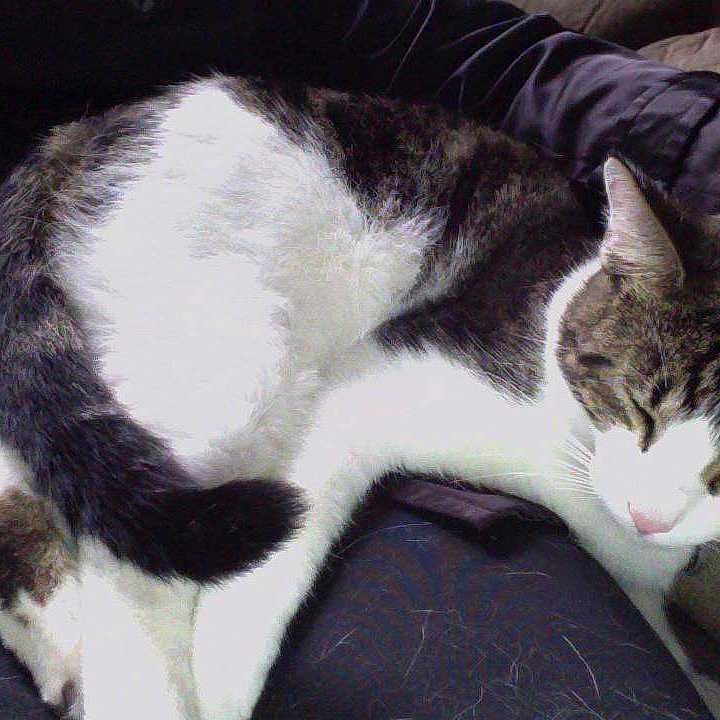 Jasper