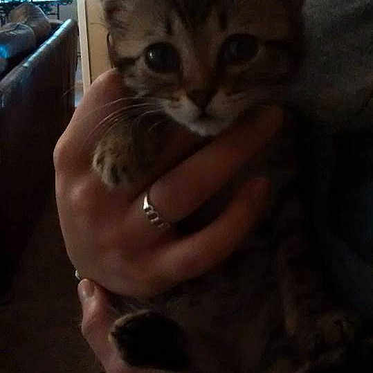 Xena