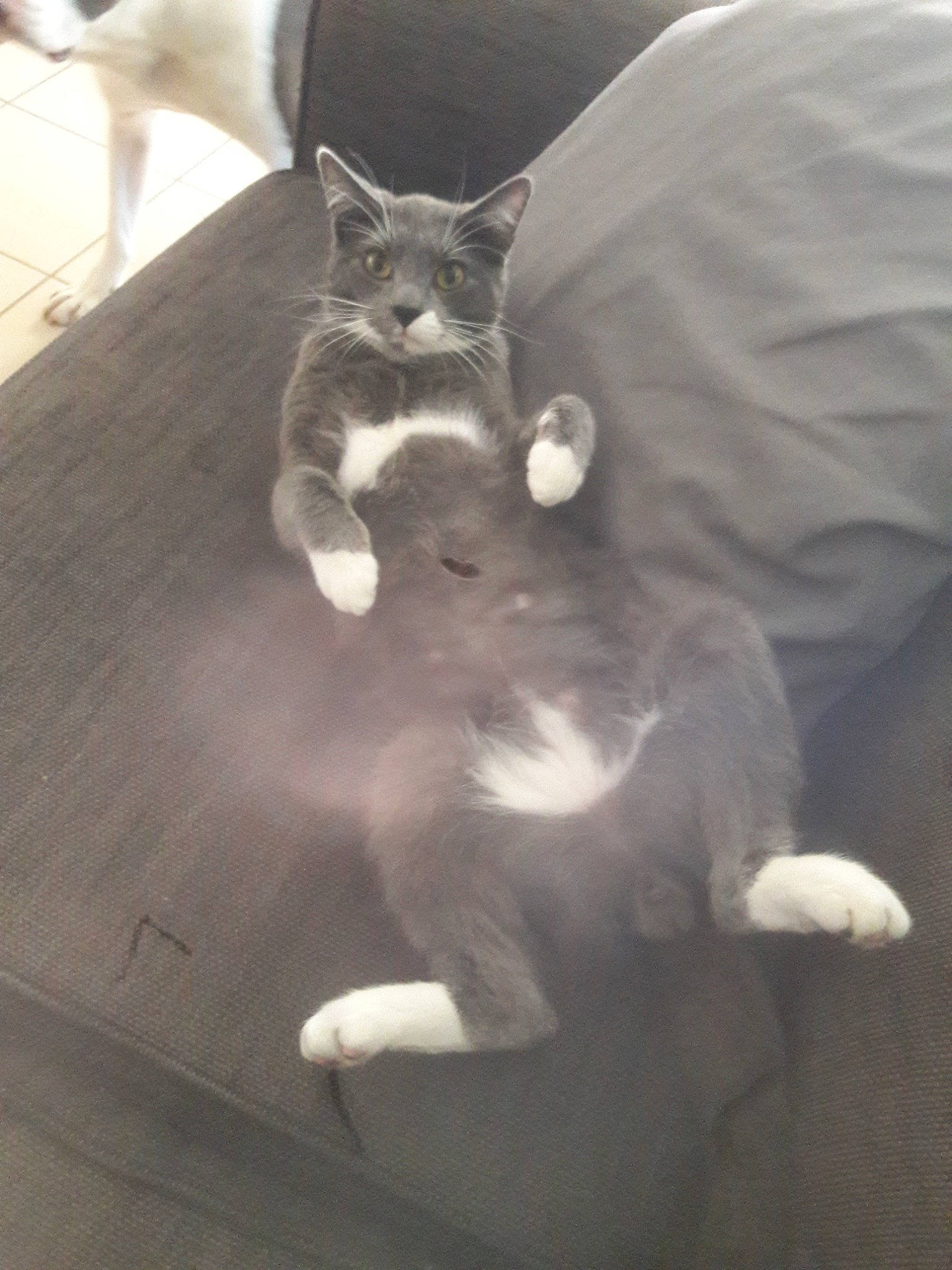 Alpha participe au concours pour gagner de l'argent avec cette photo : black_and_white, carnivore, cat, domestic_short_haired_cat, ear, european_shorthair, eye, felidae, fur, kitten, monochrome, monochrome_photography, polydactyl_cat, small_to_medium_sized_cats, snapshot, style, tail, whiskers, white