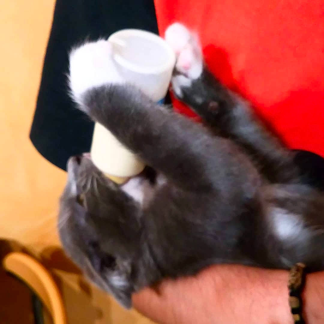 Alpha a rejoint le concours — aidez-le/la à gagner de superbes lots ! black_cat, carnivore, cat, claw, ear, felidae, finger, fur, hand, leg, paw, small_to_medium_sized_cats, tail