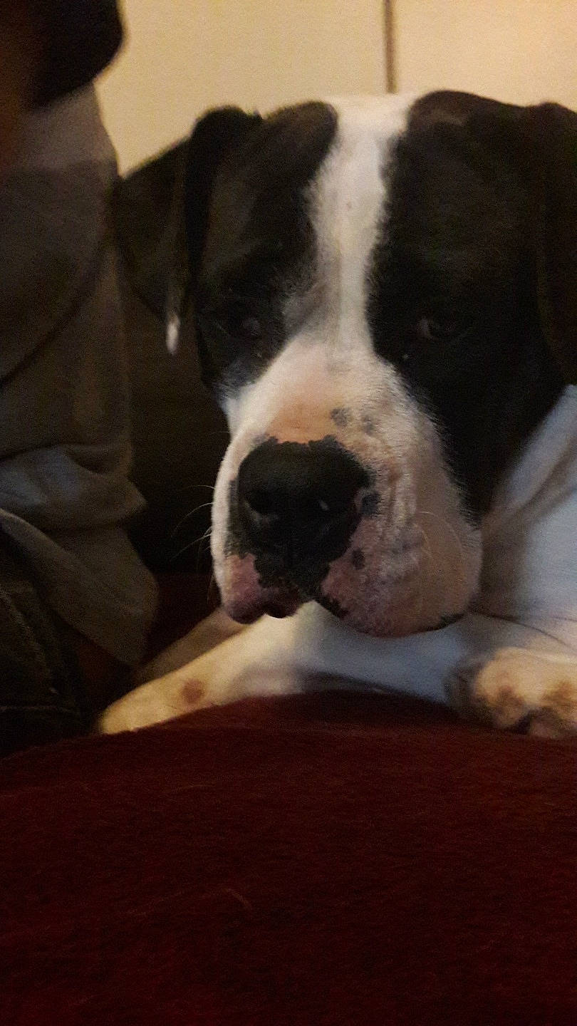 Meska participe au concours pour gagner de l'argent avec cette photo : american_bulldog, canidae, carnivore, companion_dog, dog, dog_breed, fawn, mammal, non_sporting_group, nose, olde_english_bulldogge, pit_bull, puppy, puppy_love, rare_breed_dog, snout, sporting_group, valley_bulldog, vertebrate, whiskers