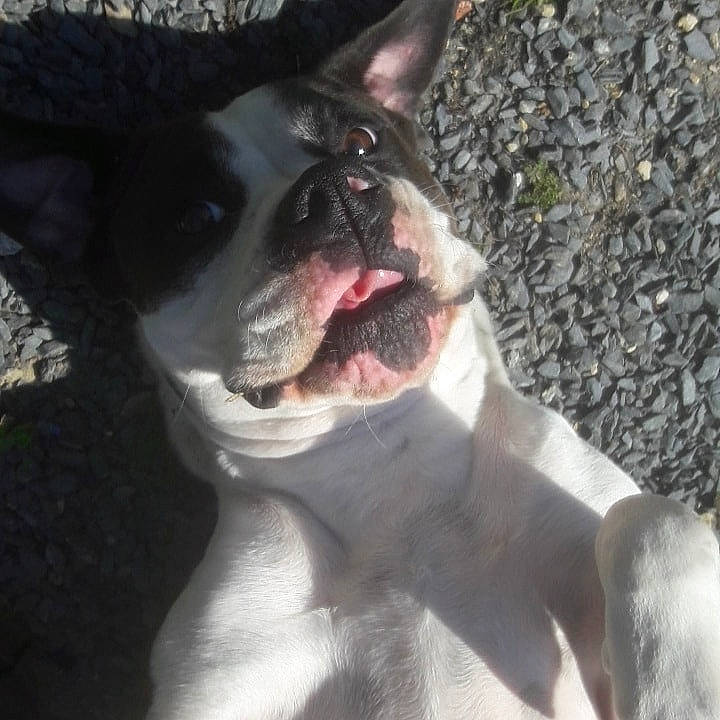 Meska participe au concours pour gagner de l'argent avec cette photo : american_pit_bull_terrier, american_staffordshire_terrier, ancient_dog_breeds, boston_terrier, boxer, canidae, carnivore, companion_dog, dog, dog_breed, ear, fawn, french_bulldog, mammal, non_sporting_group, pit_bull, rare_breed_dog, snout, vertebrate, whiskers