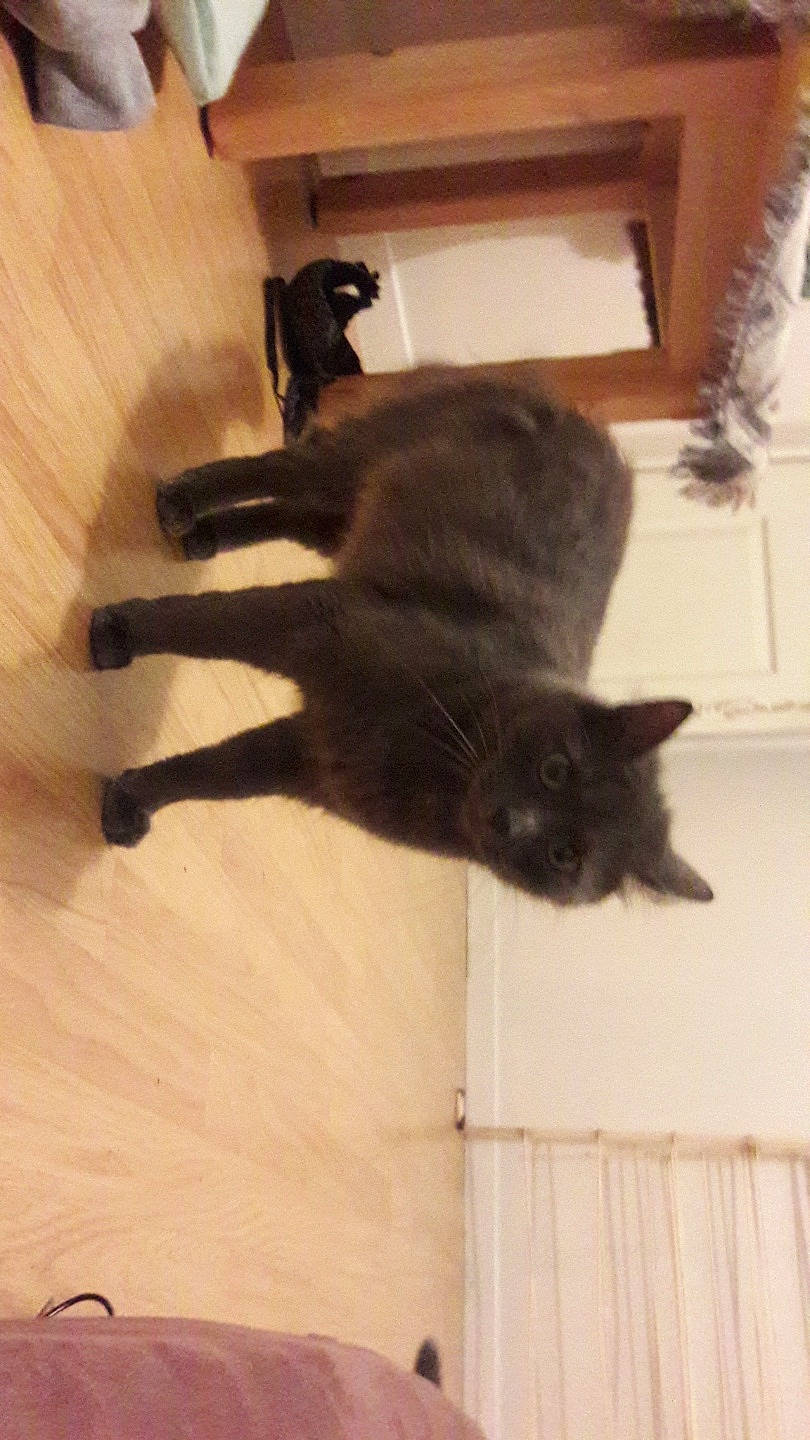 Mouna a rejoint le concours — aidez-le/la à gagner de superbes lots ! black_cat, british_shorthair, carnivore, cat, domestic_short_haired_cat, felidae, floor, hardwood, kitten, korat, maine_coon, polydactyl_cat, russian_blue, small_to_medium_sized_cats, tail, whiskers