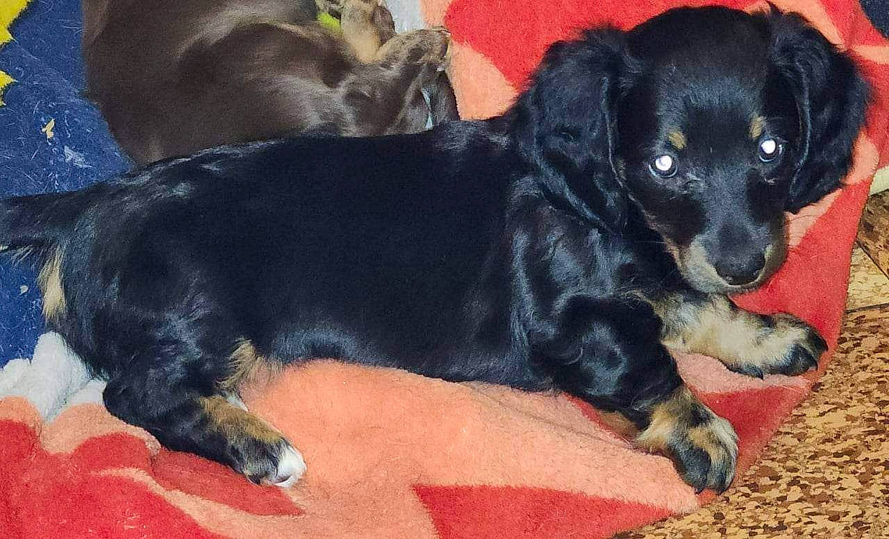 Molly is registered to the contest to win money with this photo: beaglier, borador, canidae, carnivore, companion_dog, dog, dog_breed, fur, guard_dog, paw, puppy, snout, sporting_group, tail, terrestrial_animal, toy_dog, working_animal, working_dog