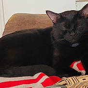 Oliver joined the competition — help win amazing prizes! black_cat, cat, pet, sleeping, indoor, blanket, striped_blanket, couch, furniture, cozy, resting, domestic_animal, whiskers, ear, tail, collar, home, relaxation, nap, animal