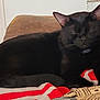 black_cat, cat, pet, sleeping, indoor, blanket, striped_blanket, couch, furniture, cozy, resting, domestic_animal, whiskers, ear, tail, collar, home, relaxation, nap, animal