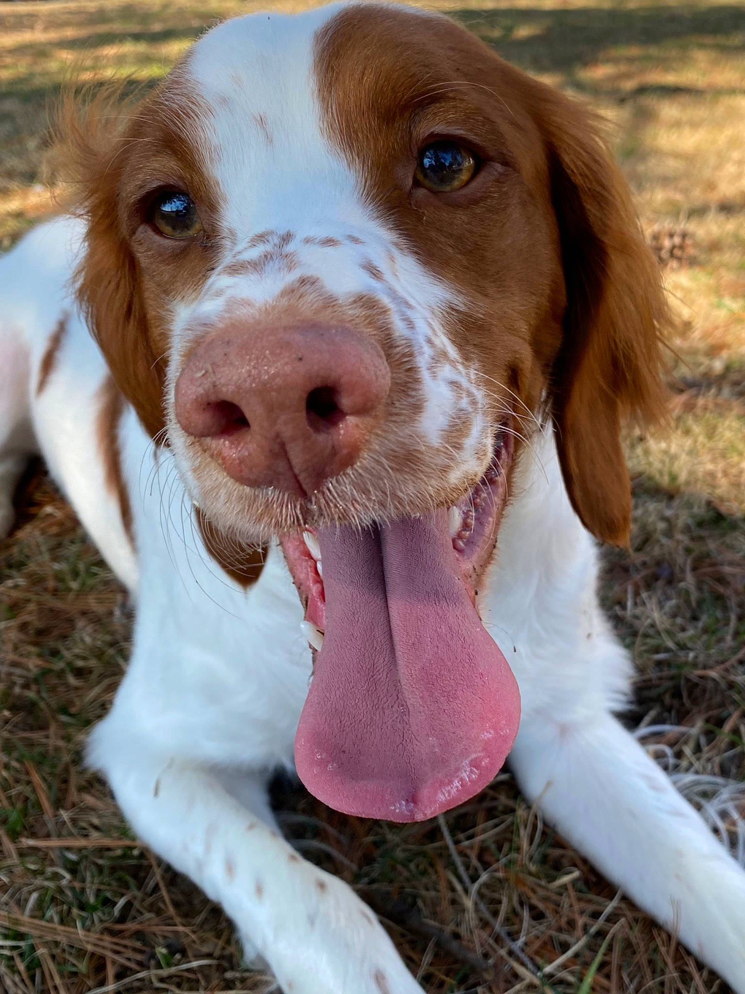 Maya is registered to the contest to win money with this photo: bracco_italiano, braque_saint_germain, brittany, canidae, carnivore, companion_dog, dog, dog_breed, drentse_patrijshond, french_spaniel, german_longhaired_pointer, hunting_dog, mammal, pachon_navarro, pointing_breed, rare_breed_dog, snout, spaniel, sporting_group, vertebrate