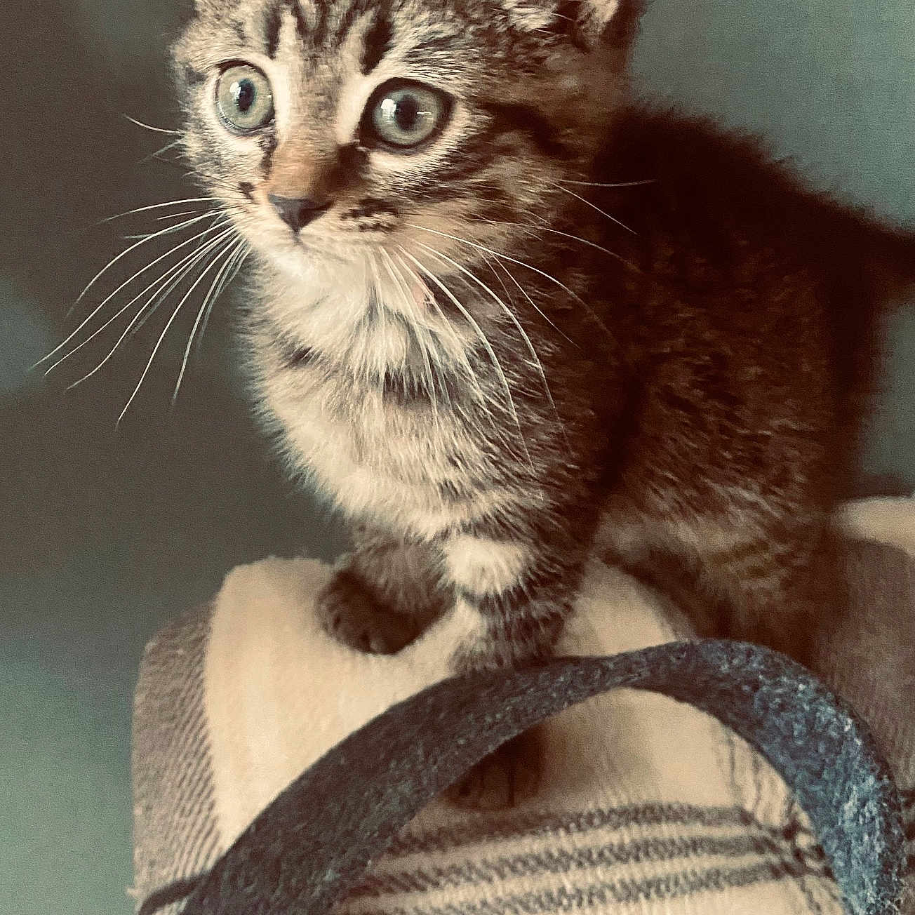 Mistinguette