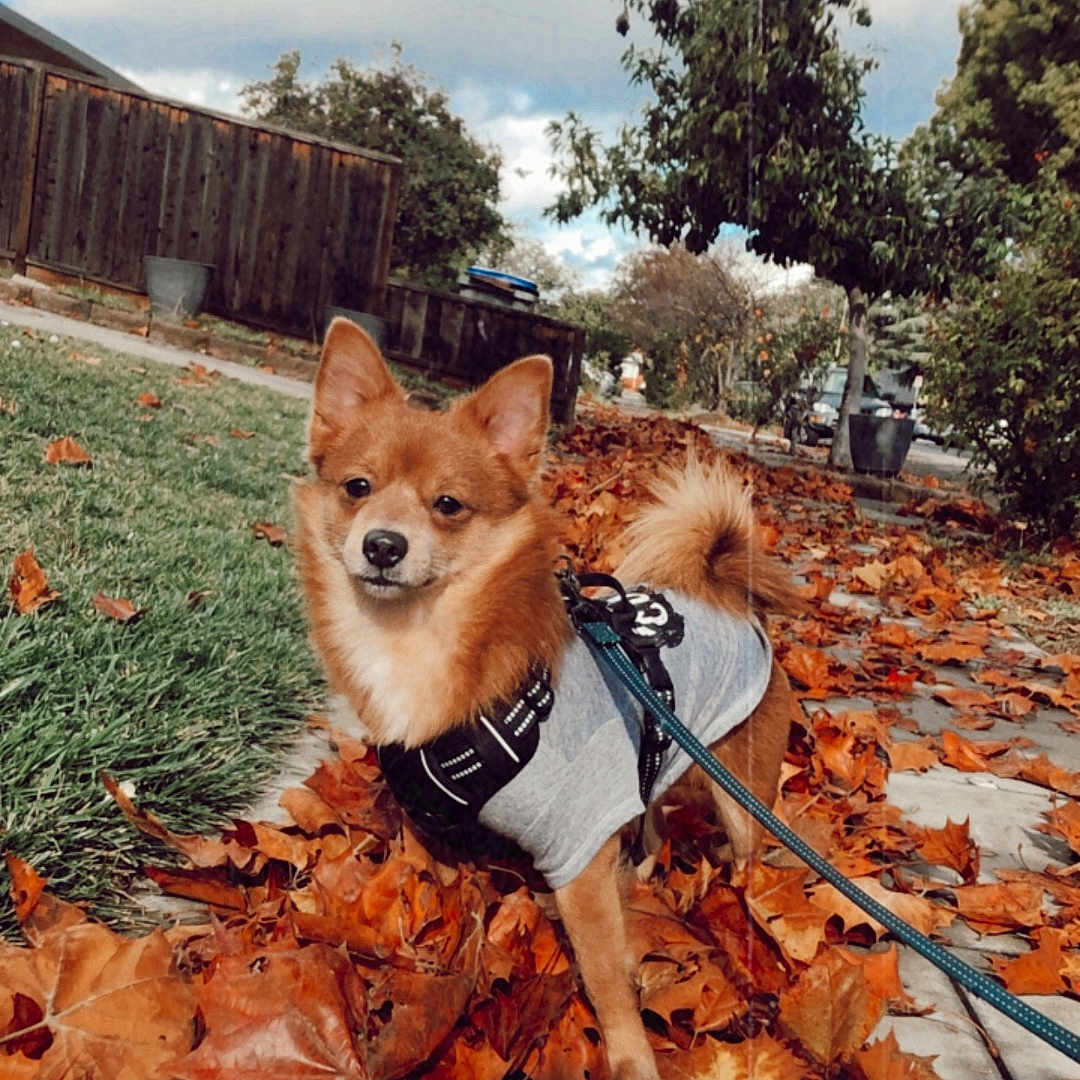 Oso joined the competition — help win amazing prizes! autumn_leaves, canine, cloudy_sky, dog, fall, fence, fur, grass, jacket, leaf_litter, leash, nature, outdoor, pet, residential_area, shrub, sidewalk, small_dog, tree, walking