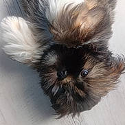 Aston participe au concours pour gagner de l'argent avec cette photo : big_eyes, black_fur, brown_fur, close_up, cute, dog, floppy_ear, furry, indoor, long_hair, lying_down, nose, pet, playful, portrait, puppy, small_dog, whiskers, white_paw, wooden_floor