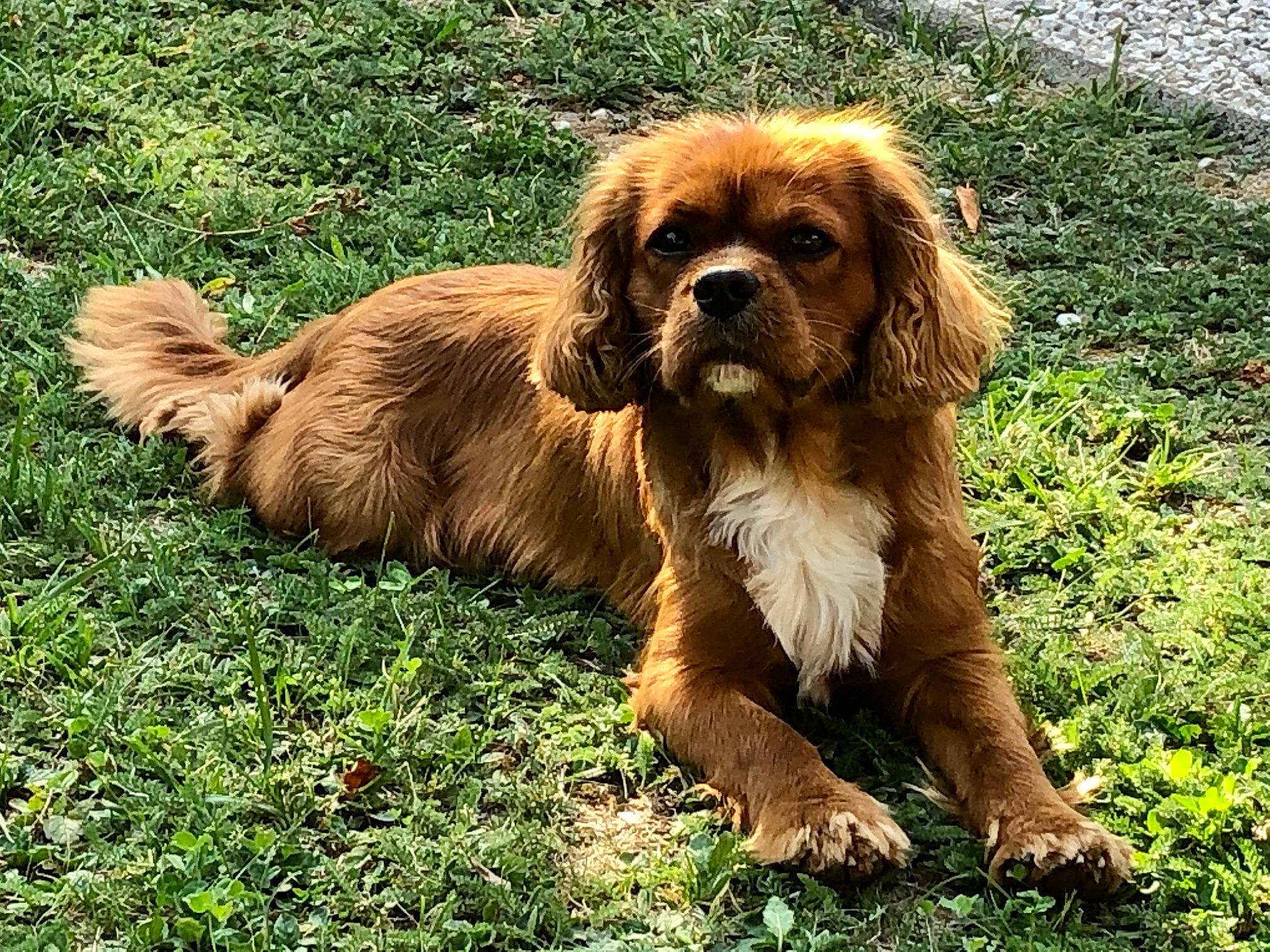 Opi participe au concours pour gagner de l'argent avec cette photo : canidae, carnivore, cavalier, cavalier_king_charles_spaniel, cocker_spaniel, companion_dog, dog, dog_breed, fawn, grass, king_charles_spaniel, liver, mammal, puppy, rare_breed_dog, spaniel, sporting_group, toy_dog, vertebrate