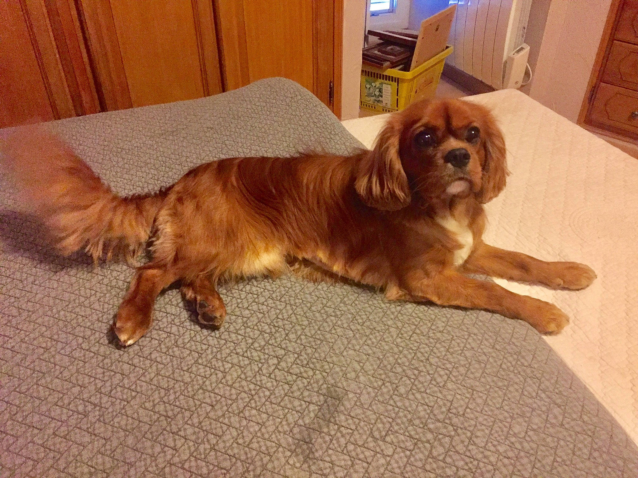 Opi participe au concours pour gagner de l'argent avec cette photo : canidae, caramel_color, carnivore, cavalier_king_charles_spaniel, cavapoo, companion_dog, dog, dog_breed, fawn, king_charles_spaniel, liver, mammal, rare_breed_dog, spaniel, sporting_group, toy_dog, vertebrate