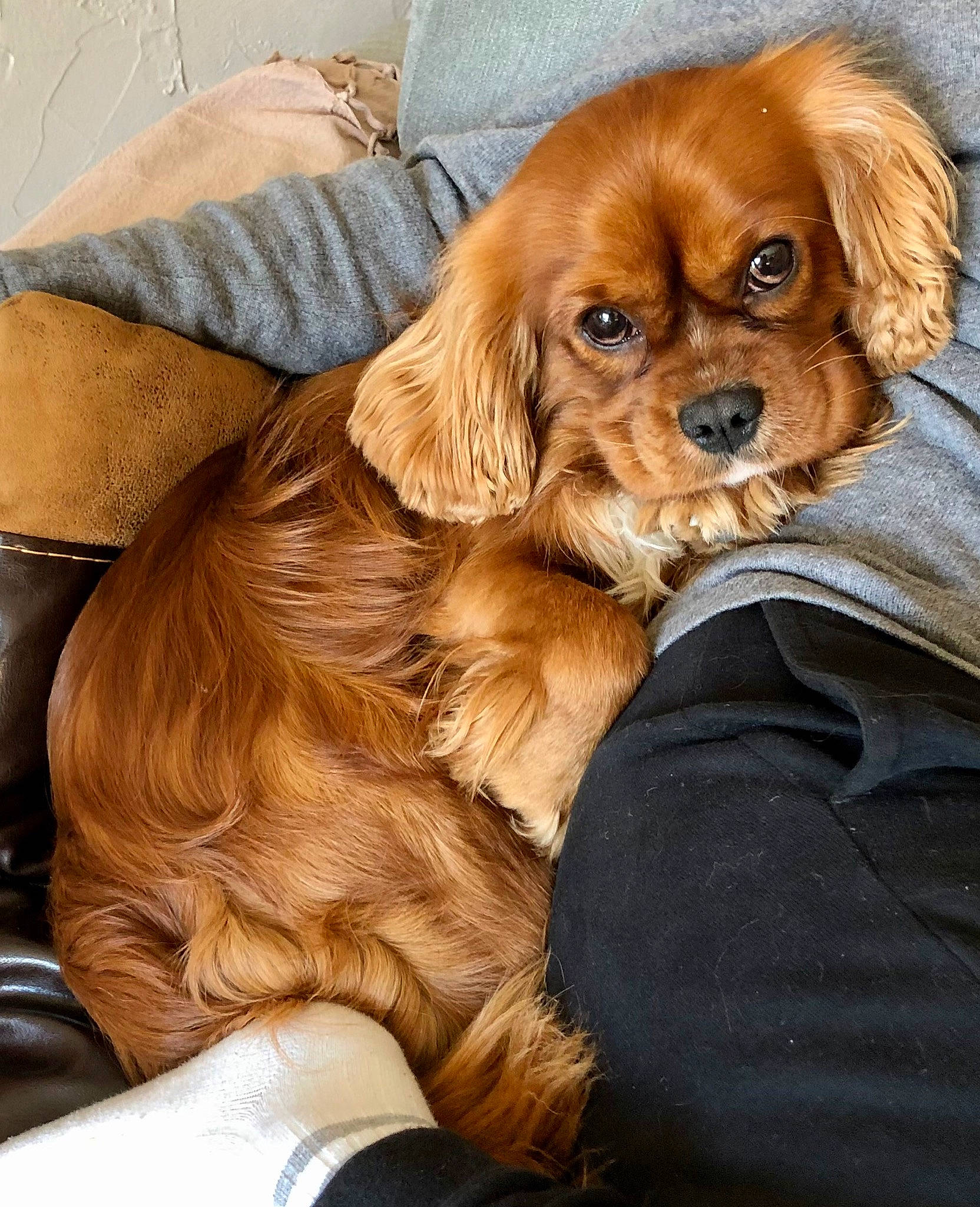 Opi a rejoint le concours — aidez-le/la à gagner de superbes lots ! canidae, caramel_color, carnivore, cavalier_king_charles_spaniel, cavapoo, cocker_spaniel, companion_dog, dog, dog_breed, fawn, king_charles_spaniel, mammal, puppy, puppy_love, rare_breed_dog, snout, spaniel, sporting_group, toy_dog, vertebrate