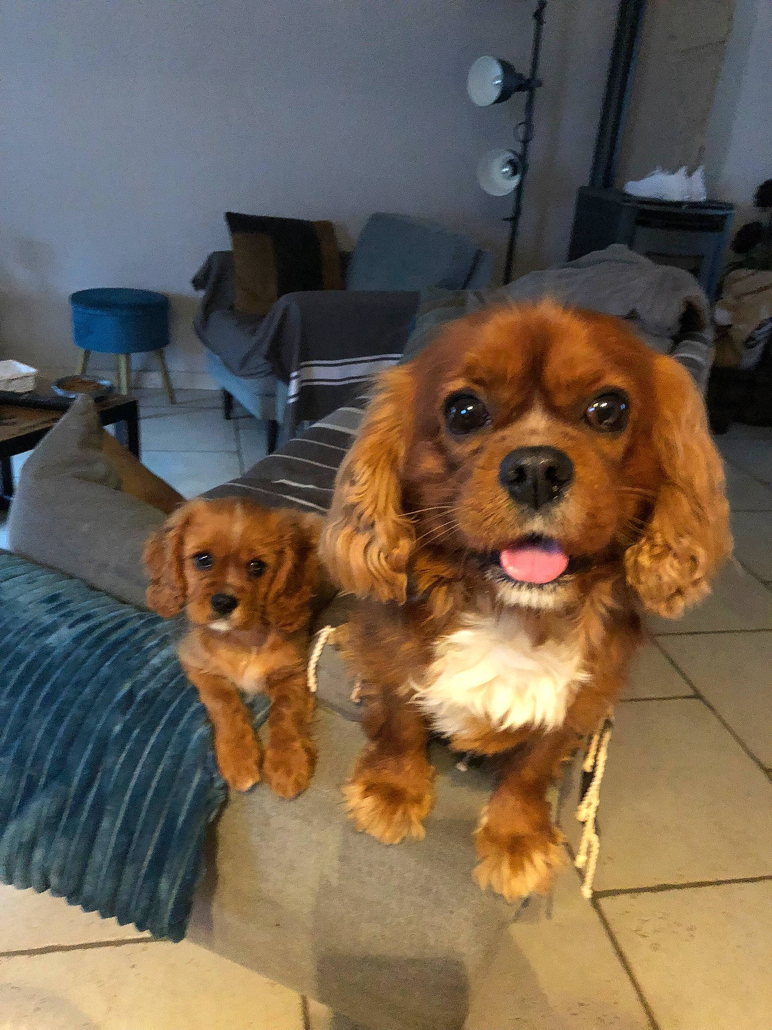 Opi Et Toby participe au concours pour gagner de l'argent avec cette photo : canidae, carnivore, cavalier_king_charles_spaniel, chair, companion_dog, couch, dog, dog_breed, dog_supply, fawn, flooring, fur, liver, pet_supply, puppy, snout, spaniel, sporting_group, toy_dog, working_animal
