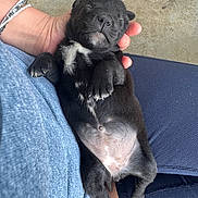 Coco is registered to the contest to win money with this photo: black, blue_pants, blue_shirt, clothing, concrete_floor, cozy, cute, dog, fur, hand, lap, nails, outdoor, person, pet, puppy, resting, sleeping, small, white_patch