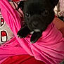 animal, black_dog, blurry, close_up, cozy, cute, dim_light, dog, fabric, holding, indoor, person, pet, pink_cloth, portrait, puppy, red_shirt, small_dog, unfinished_wall, wrapped