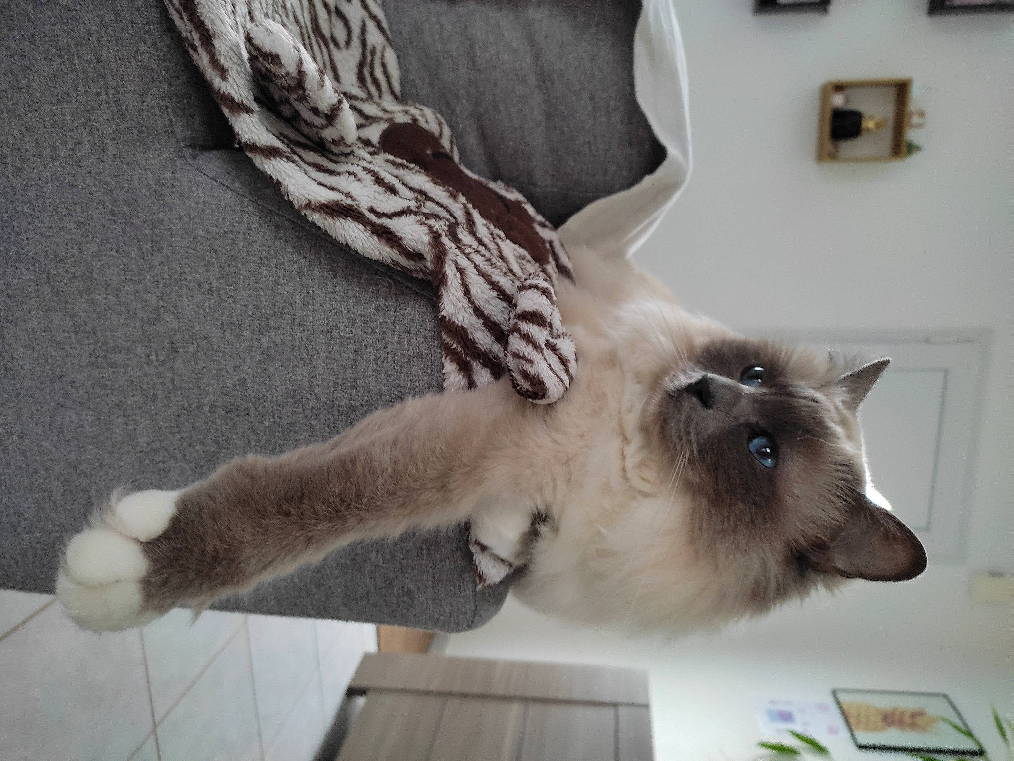 Maïna a rejoint le concours — aidez-le/la à gagner de superbes lots ! birman, carnivore, cat, claw, domestic_short_haired_cat, fawn, felidae, flooring, foot, fur, grey, hardwood, human_leg, paw, siamese, small_to_medium_sized_cats, snout, tail, thai, whiskers