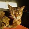 cat, tabby, grooming, paw, sunlight, relaxed, feline, whiskers, ears, closed_eyes, fur, pet, animal, cute, indoor, orange, brown, striped, mammal, sleepy