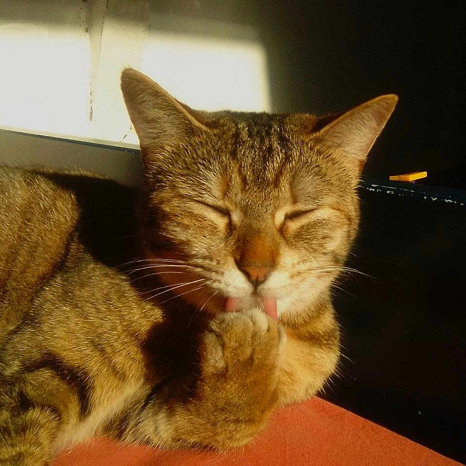 Youpi a rejoint le concours — aidez-le/la à gagner de superbes lots ! cat, tabby, grooming, paw, sunlight, relaxed, feline, whiskers, ears, closed_eyes, fur, pet, animal, cute, indoor, orange, brown, striped, mammal, sleepy