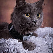 Vaya participe au concours pour gagner de l'argent avec cette photo : cat, gray_cat, fluffy_blanket, yellow_eyes, pet, animal, portrait, indoor, feline, soft_texture, close_up, whiskers, fur, collar, resting, cute, domestic_animal, ears, alert, cozy